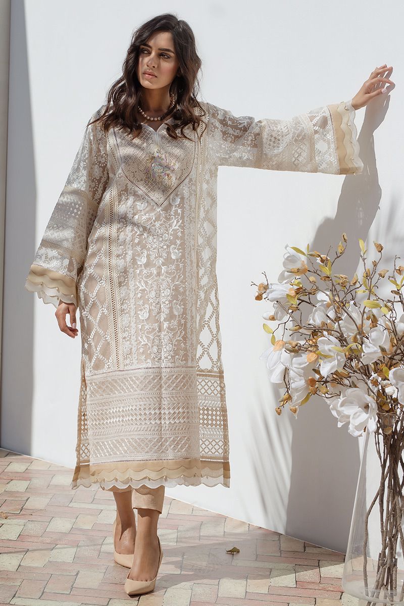 Picture of Shaded scallop