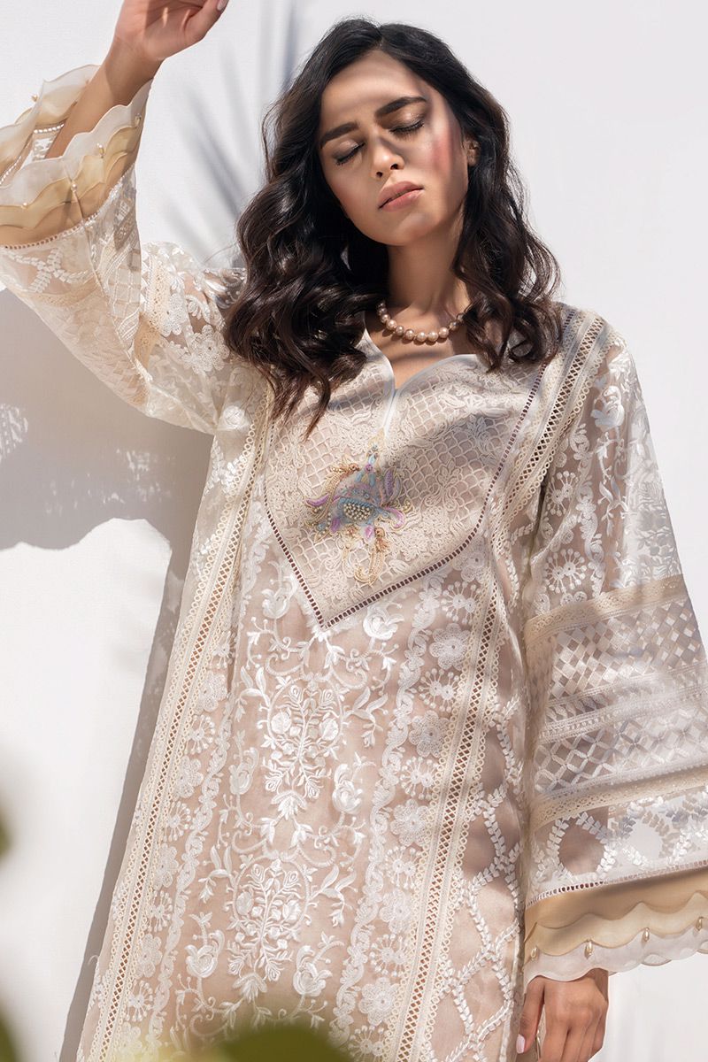 Picture of Shaded scallop